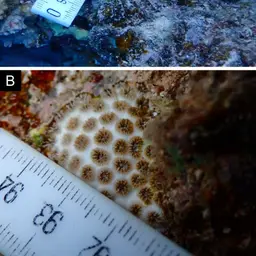 Crust Coral, photo 9