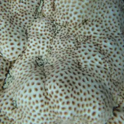 Crust Coral, photo 1