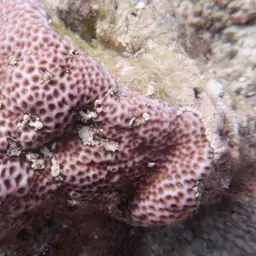Crust Coral, photo 2