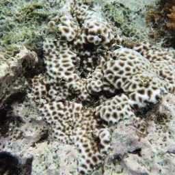 Crust Coral, photo 3