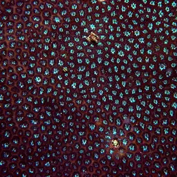 Crust Coral, photo 4