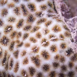 Crust Coral, photo 5