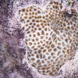 Crust Coral, photo 6