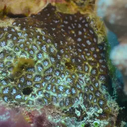 Crust Coral, photo 7
