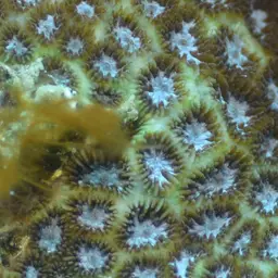Crust Coral, photo 8