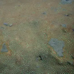 Crust Coral, photo 9