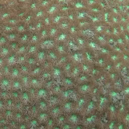 Crust Coral, photo 10