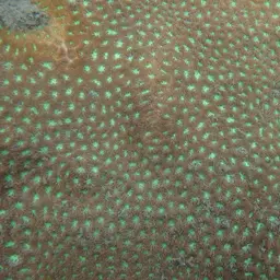 Crust Coral, photo 11
