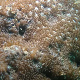 Crust Coral, photo 12