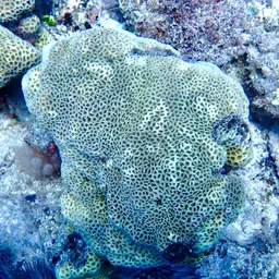 Crust Coral, photo 1