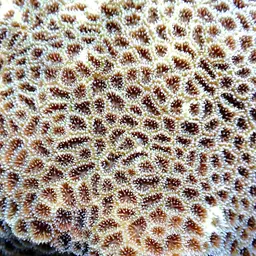 Crust Coral, photo 2