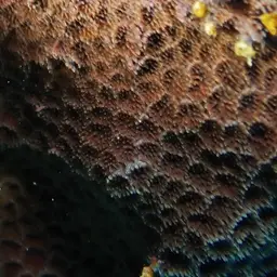 Crust Coral, photo 3