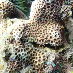 Crust Coral, photo 4