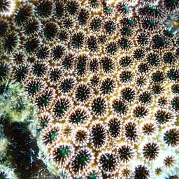Crust Coral, photo 5