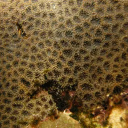 Crust Coral, photo 6