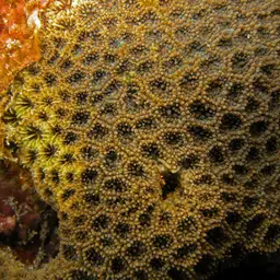 Crust Coral, photo 7