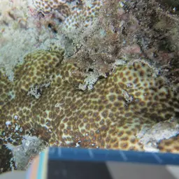Crust Coral, photo 8