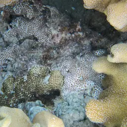 Crust Coral, photo 9