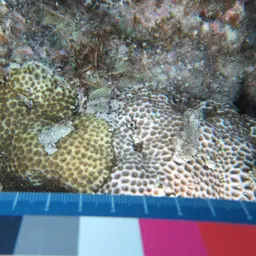 Crust Coral, photo 10