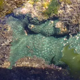Crust Coral, photo 11