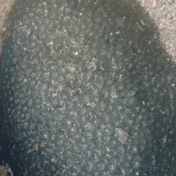 Crust Coral, photo 12