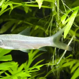 Mad Barb, photo 2