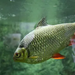 Sultan Fish, photo 1