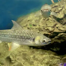 Sultan Fish, photo 2