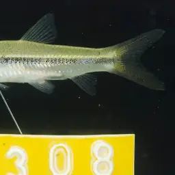 Sultan Fish, photo 3