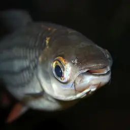 Sultan Fish, photo 4