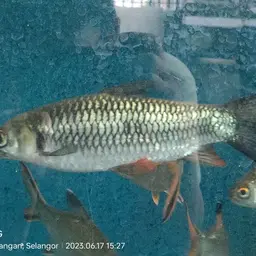 Sultan Fish, photo 5