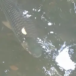 Sultan Fish, photo 8