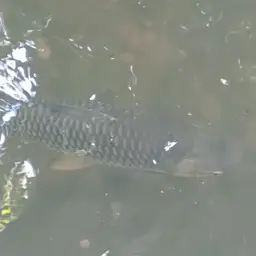 Sultan Fish, photo 9