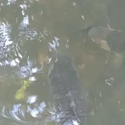 Sultan Fish, photo 10