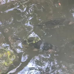 Sultan Fish, photo 11