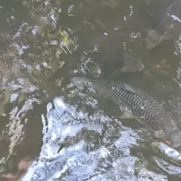Sultan Fish, photo 12