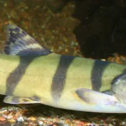 Elongate Loach, photo 2