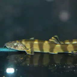 Elongate Loach, photo 3