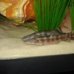 Elongate Loach, photo 4