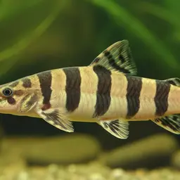 Elongate Loach