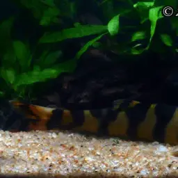 Royal Clown Loach, photo 1