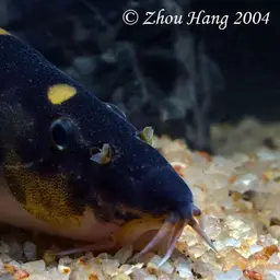 Royal Clown Loach, photo 2