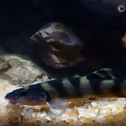 Royal Clown Loach, photo 3