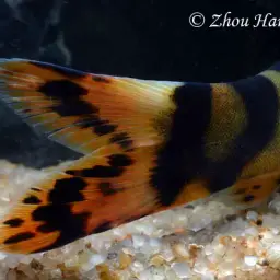 Royal Clown Loach, photo 4