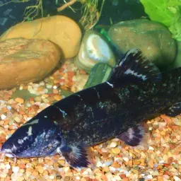 Honeycomb Loach, photo 2