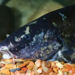Honeycomb Loach, photo 3