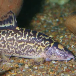 Honeycomb Loach, photo 4