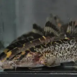 Honeycomb Loach, photo 6