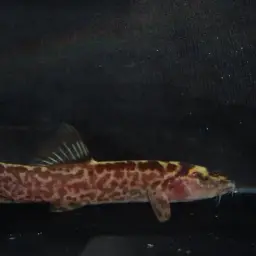 Honeycomb Loach, photo 7
