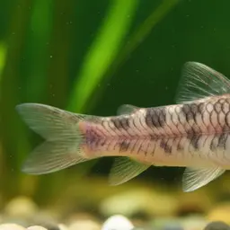 Honeycomb Loach, photo 1
